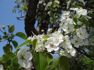 Apple Blossoms