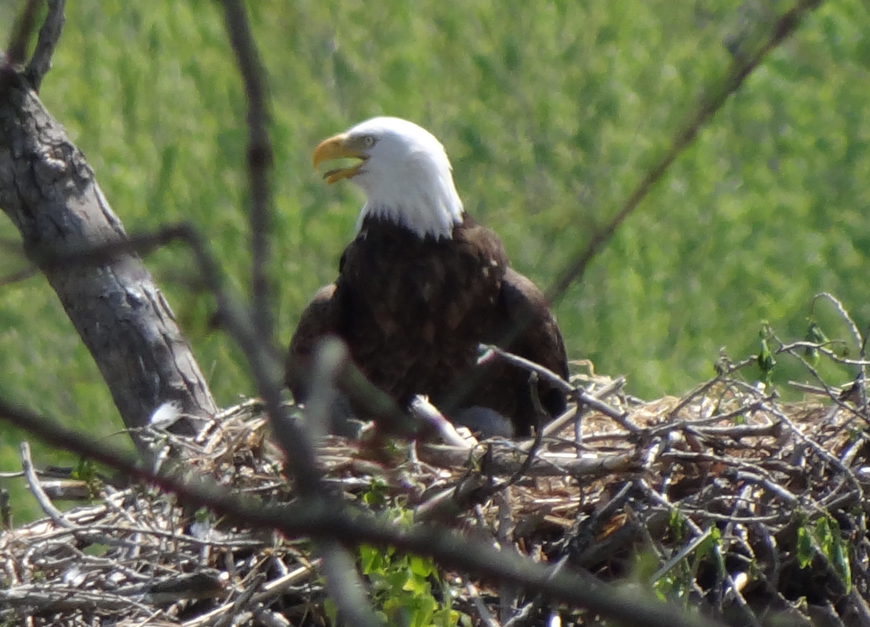 Bald Eagle Nesting